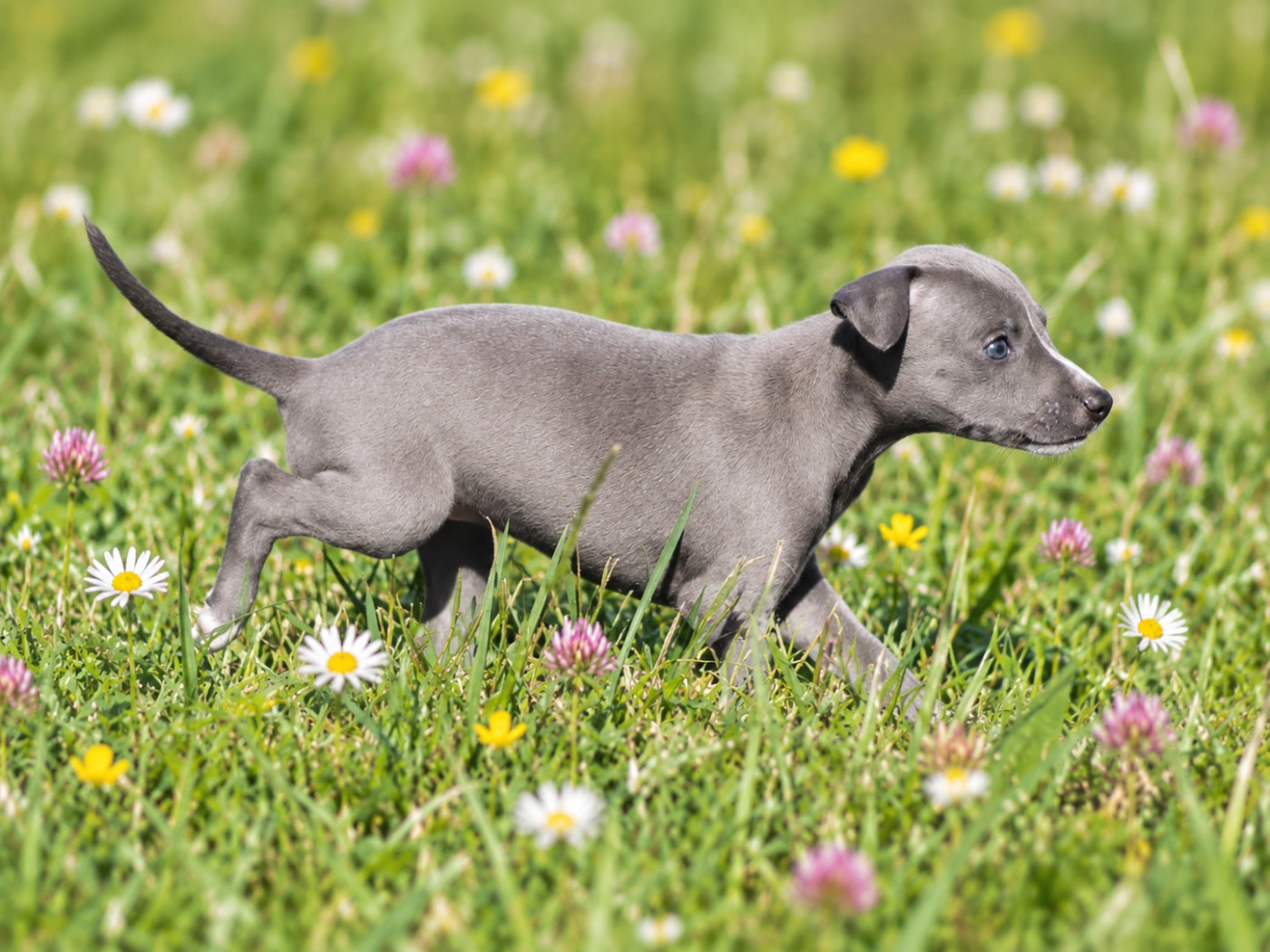 Du Frison Impérial - Chiots disponibles - Whippet
