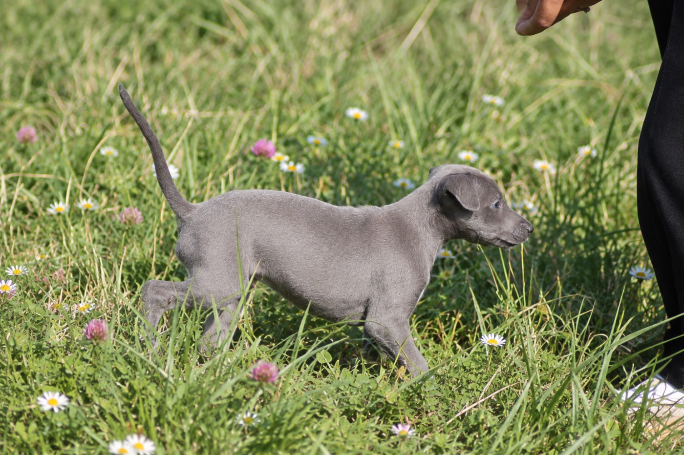 Du Frison Impérial - Chiots disponibles - Whippet