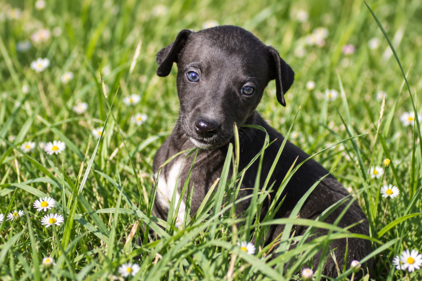 Du Frison Impérial - Chiots disponibles - Whippet
