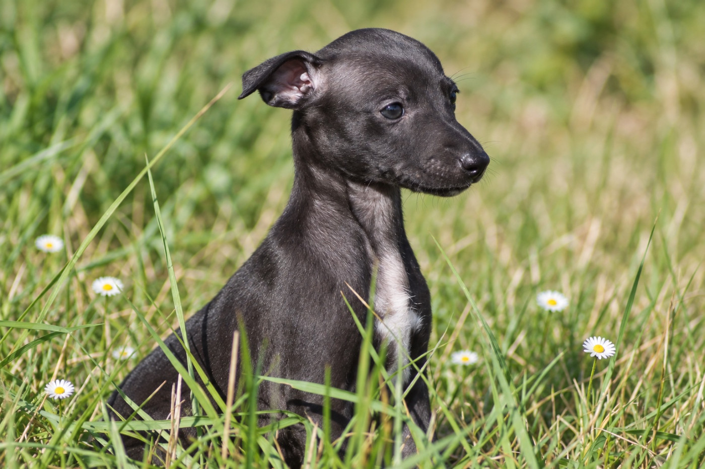 Du Frison Impérial - Chiots disponibles - Whippet
