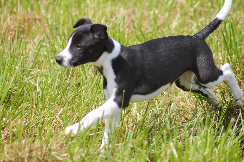 Du Frison Impérial - Chiots disponibles - Whippet