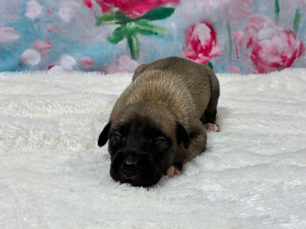 Du Frison Impérial - Chiots disponibles - Whippet