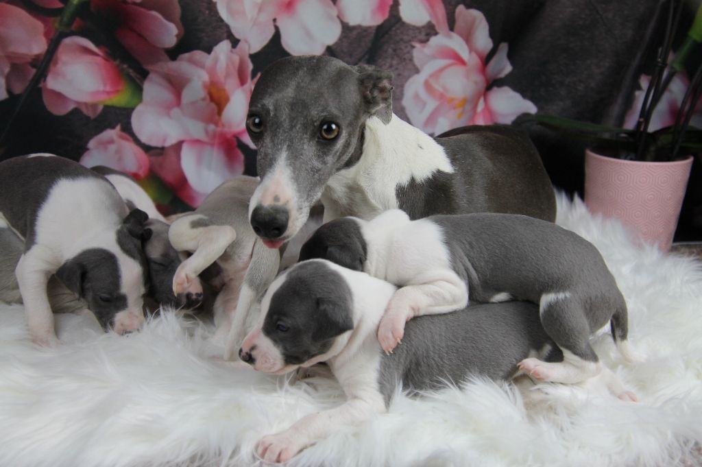 Chiot Whippet Du Frison Impérial