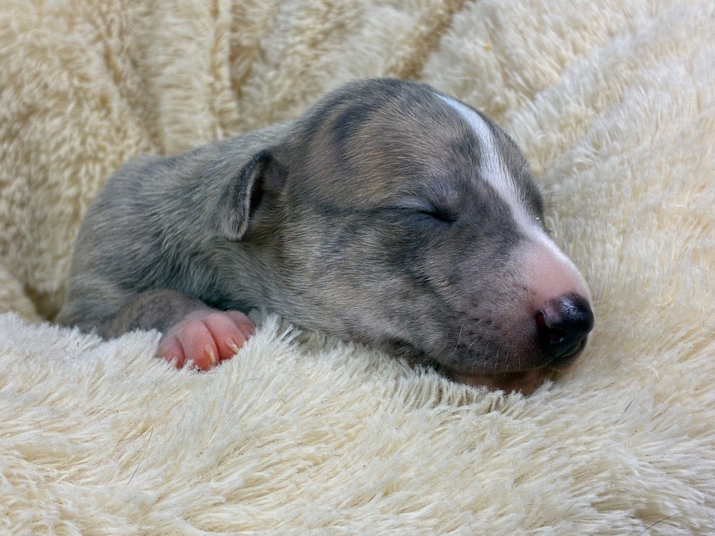 Du Frison Impérial - Chiots disponibles - Whippet