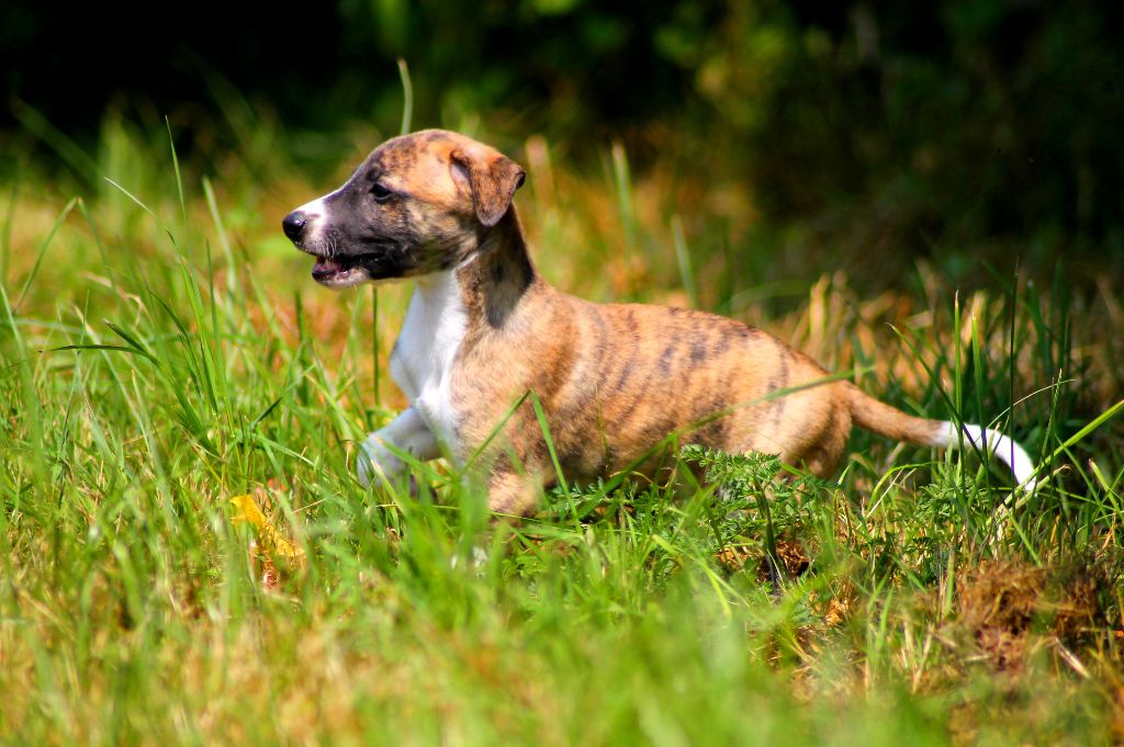 Du Frison Impérial - Chiots disponibles - Whippet