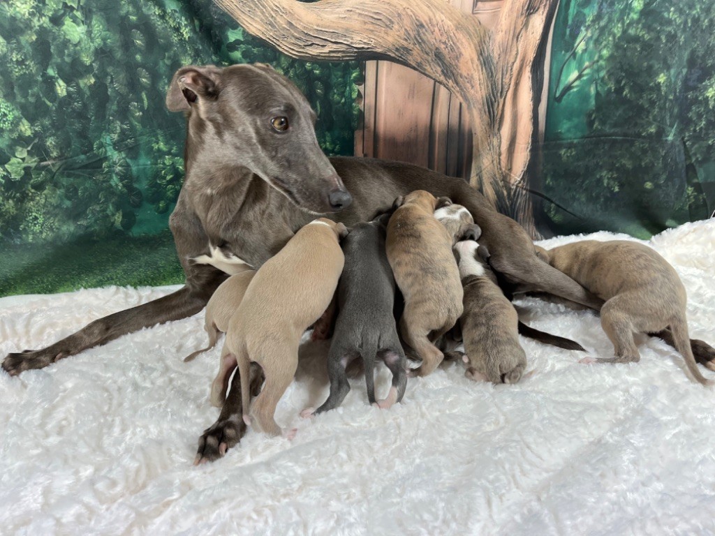 Chiot Whippet Du Frison Impérial