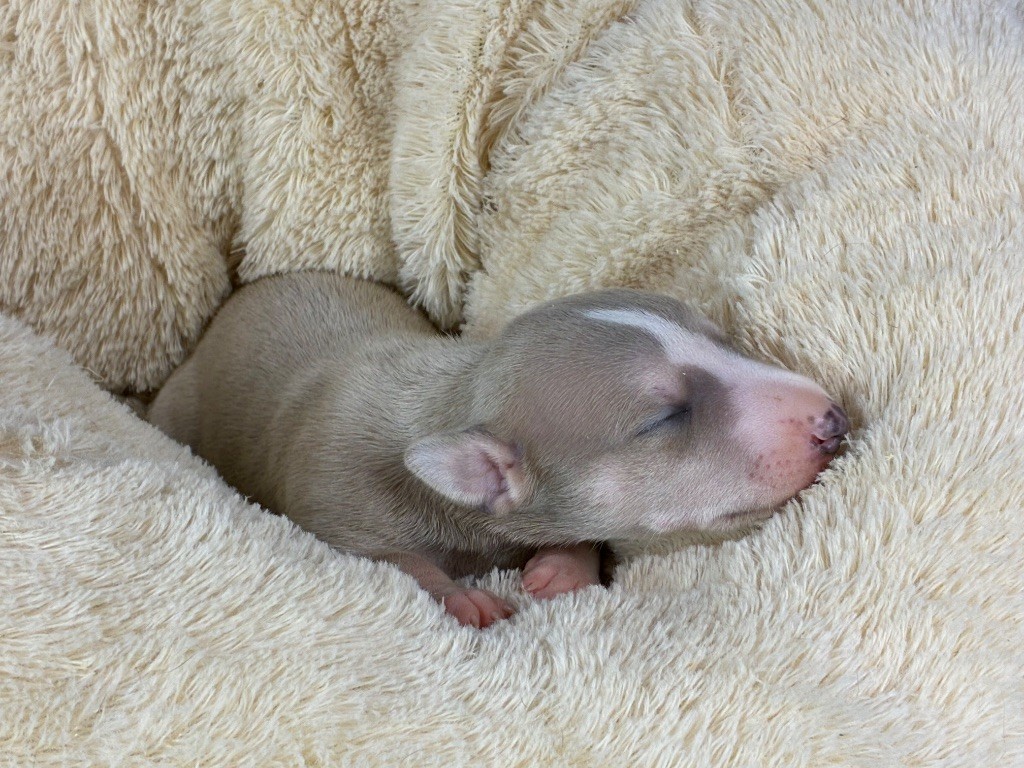 Du Frison Impérial - Chiots disponibles - Whippet