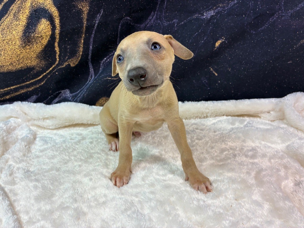 Du Frison Impérial - Chiots disponibles - Whippet