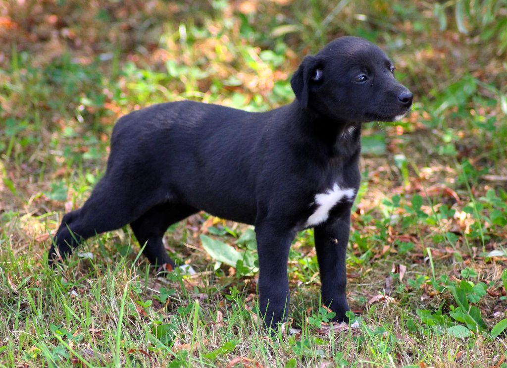 Du Frison Impérial - Chiots disponibles - Whippet