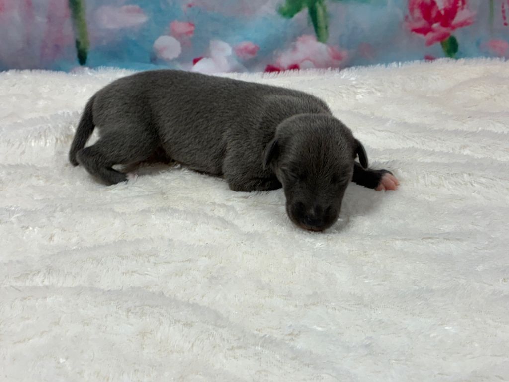 Du Frison Impérial - Chiots disponibles - Whippet