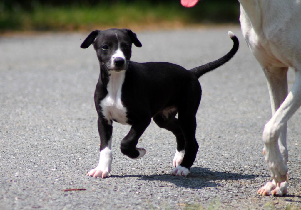 Du Frison Impérial - Chiots disponibles - Whippet