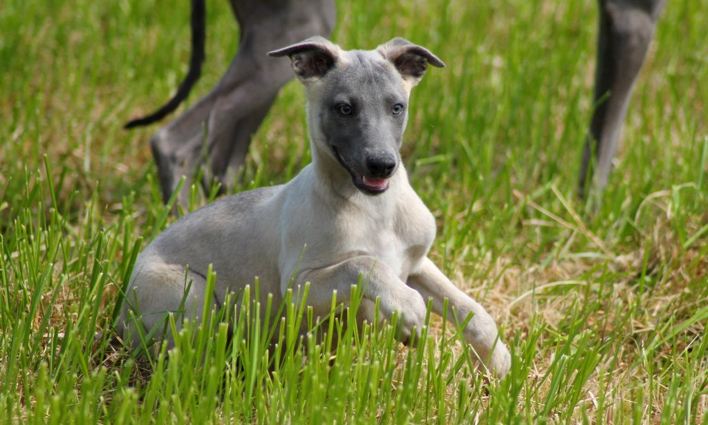 Du Frison Impérial - Chiots disponibles - Whippet
