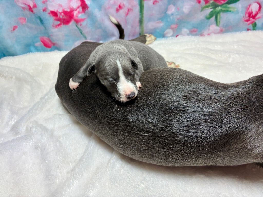 Du Frison Impérial - Chiots disponibles - Whippet