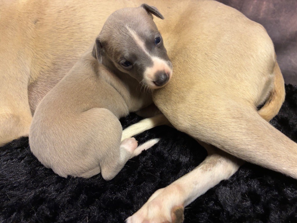 Du Frison Impérial - Chiots disponibles - Whippet