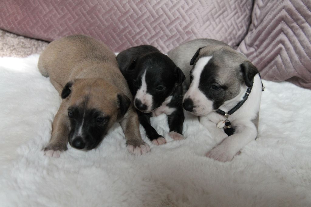Chiot Whippet Du Frison Impérial