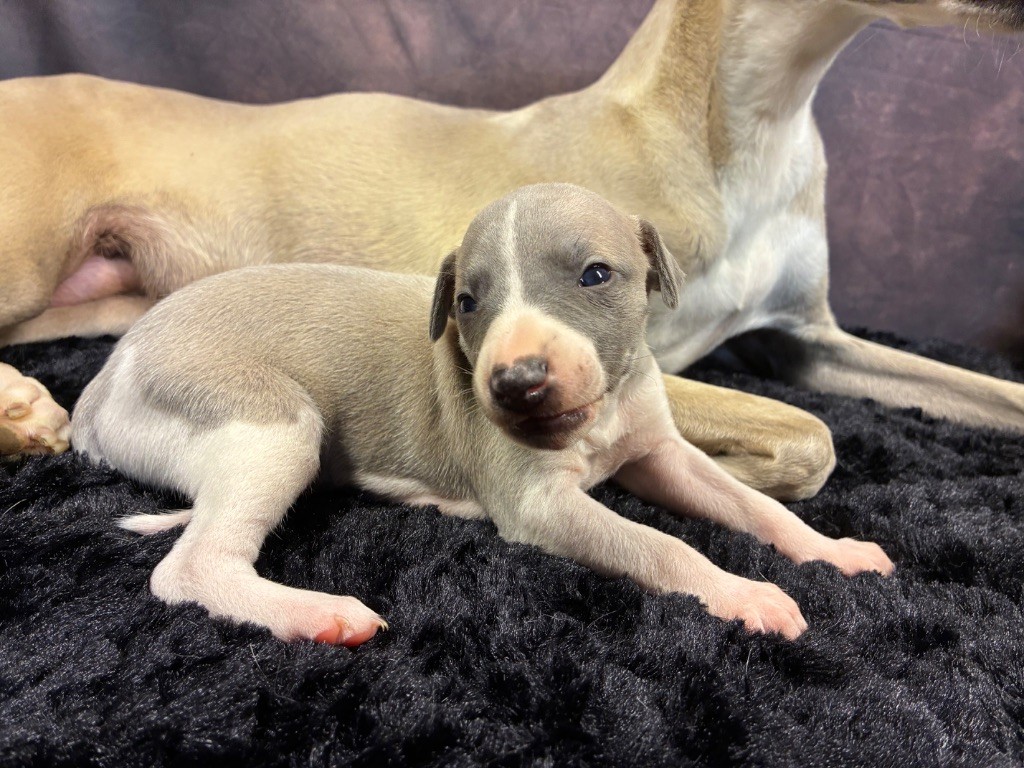 Du Frison Impérial - Chiots disponibles - Whippet