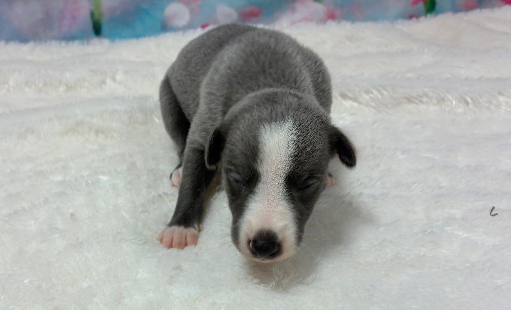 Du Frison Impérial - Chiots disponibles - Whippet