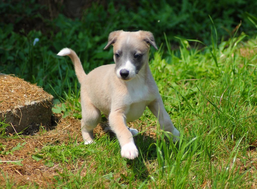 Du Frison Impérial - Chiots disponibles - Whippet