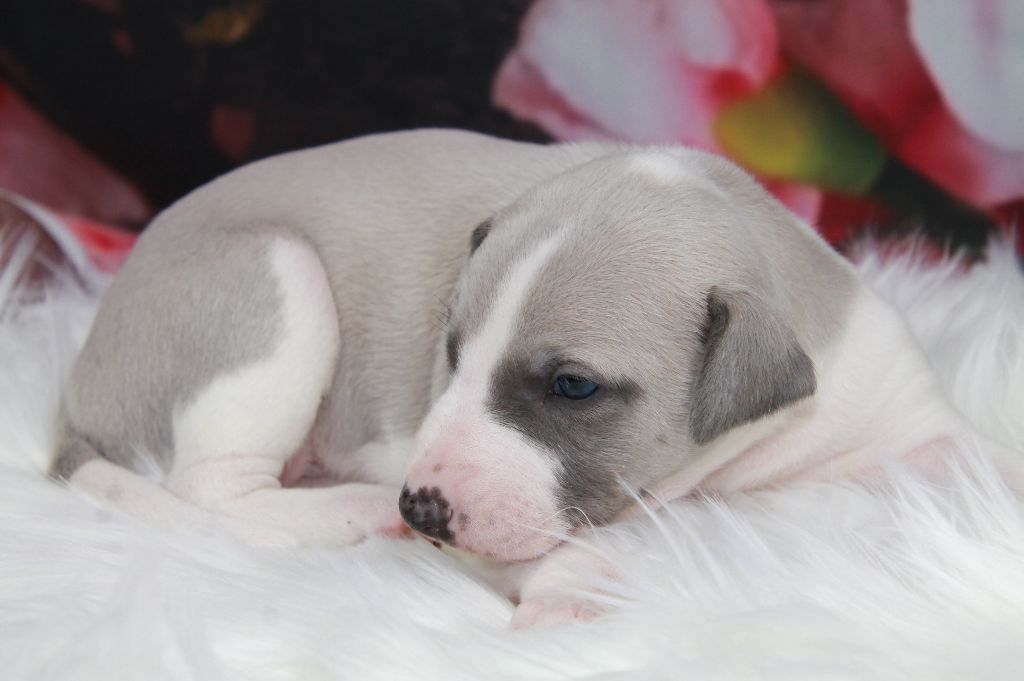 CHIOT