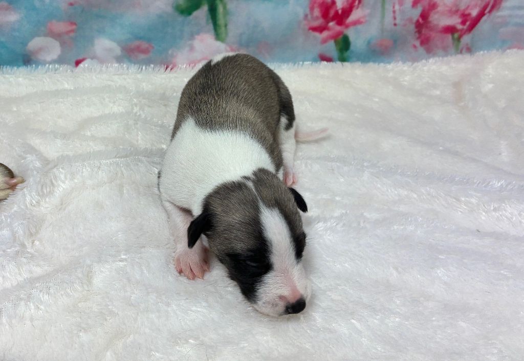 Du Frison Impérial - Chiots disponibles - Whippet