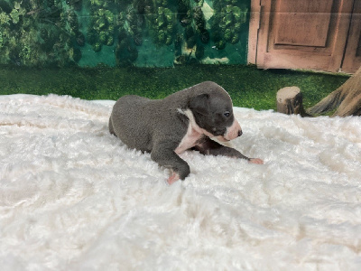 CHIOT 1