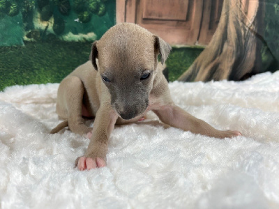 CHIOT 5