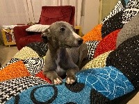 CHIOT