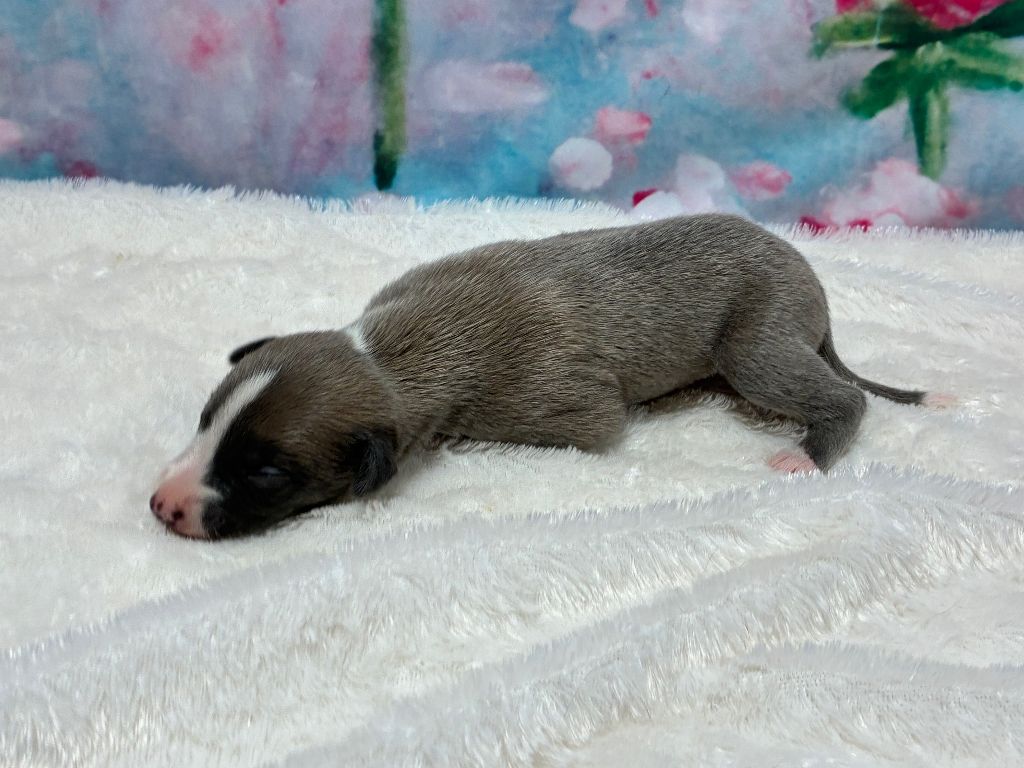 Du Frison Impérial - Chiots disponibles - Whippet