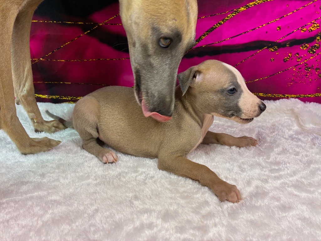 Du Frison Impérial - Chiots disponibles - Whippet