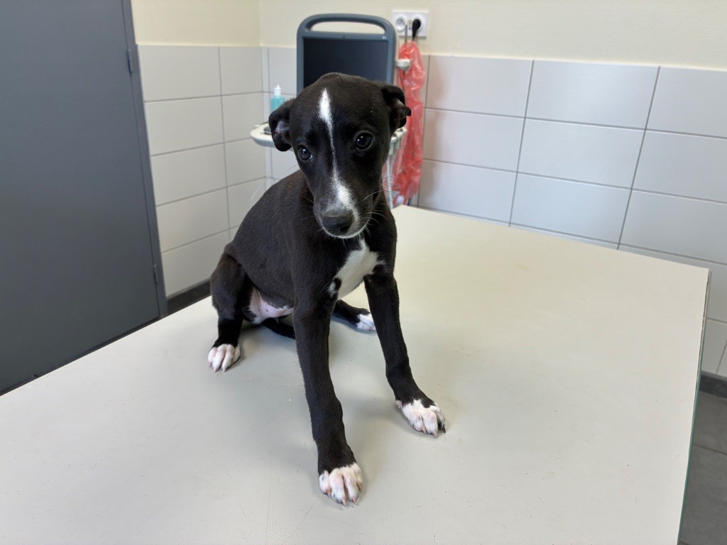 Du Frison Impérial - Chiots disponibles - Whippet