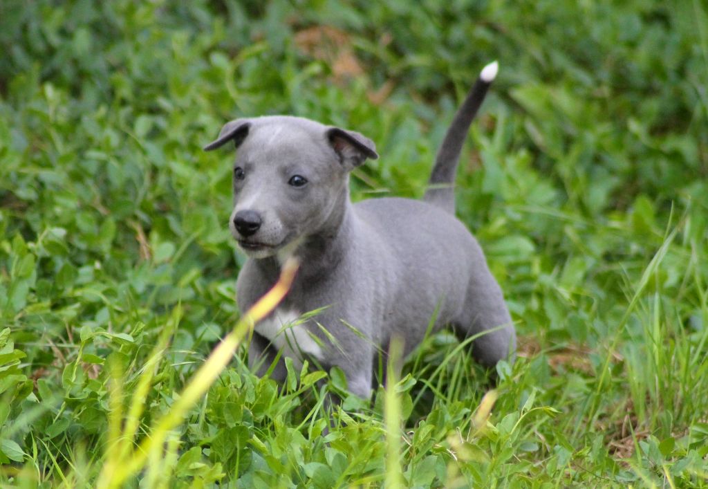 Du Frison Impérial - Chiots disponibles - Whippet