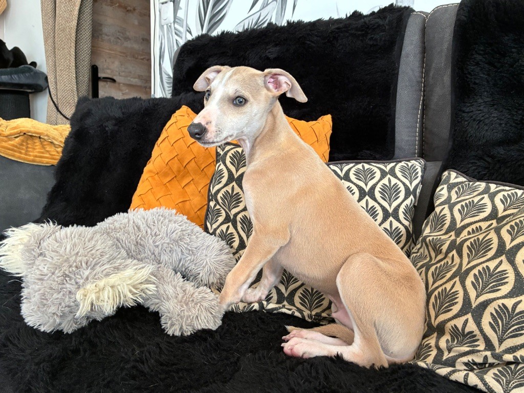 Du Frison Impérial - Chiots disponibles - Whippet