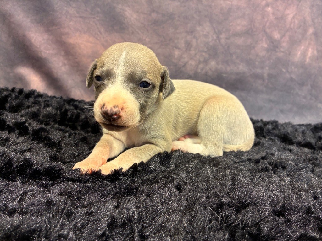 Du Frison Impérial - Chiots disponibles - Whippet