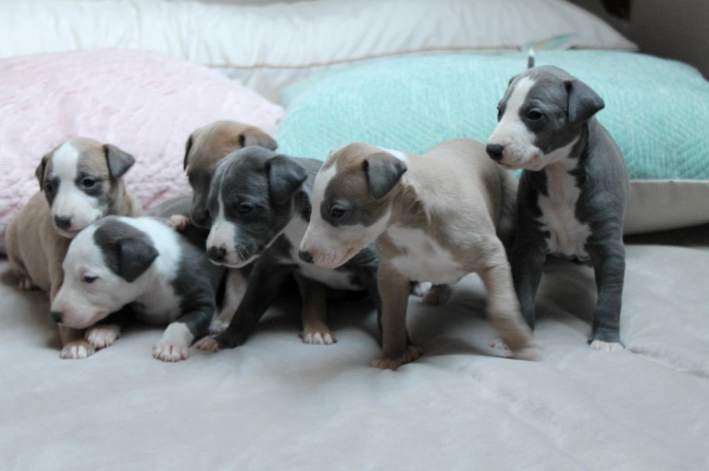 Chiot Whippet Du Frison Impérial