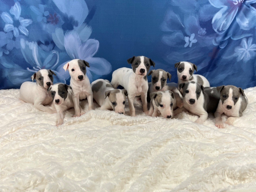 Chiot Whippet Du Frison Impérial