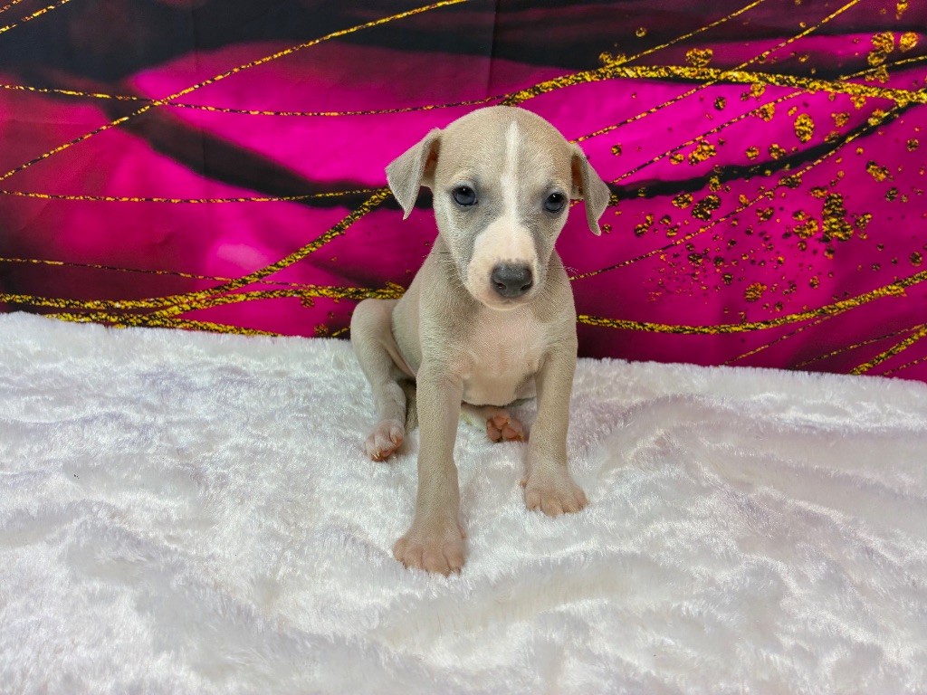 Du Frison Impérial - Chiots disponibles - Whippet