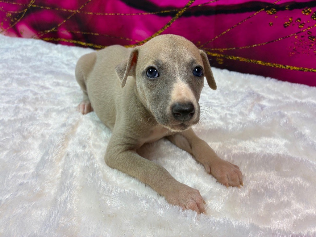 Du Frison Impérial - Chiots disponibles - Whippet