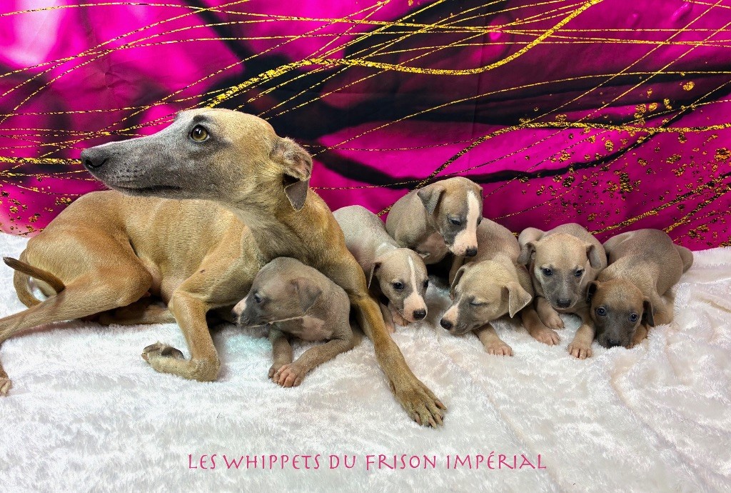 Chiot Whippet Du Frison Impérial