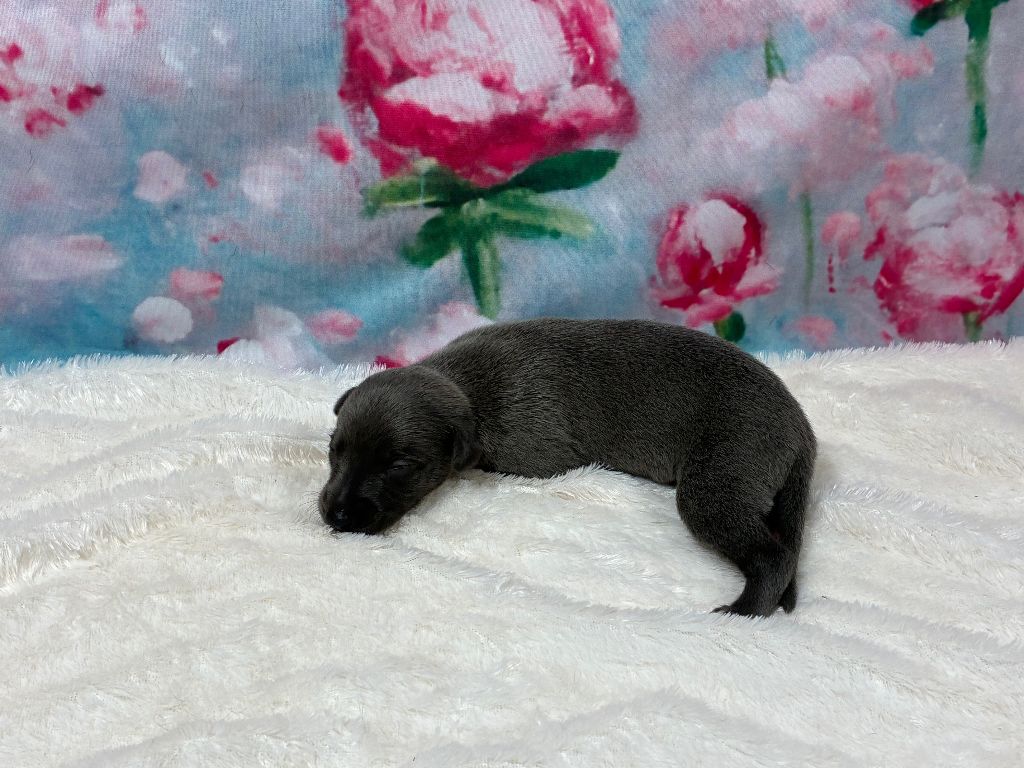 Du Frison Impérial - Chiots disponibles - Whippet