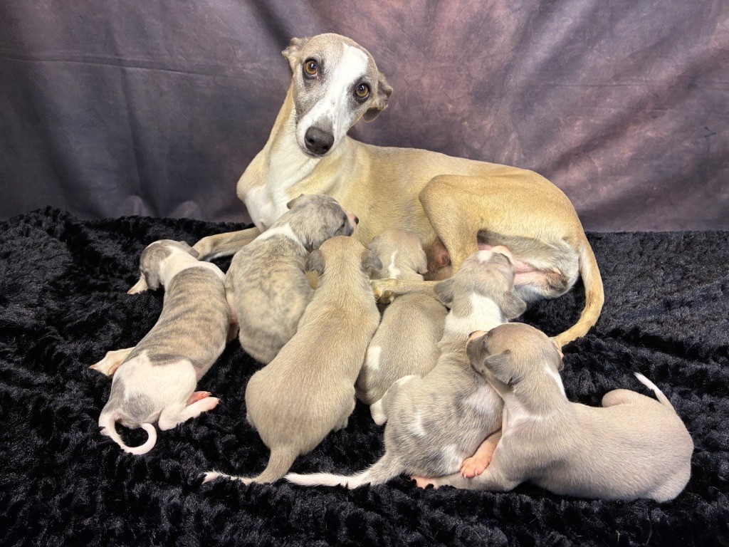 Du Frison Impérial - Whippet - Portée née le 07/07/2025