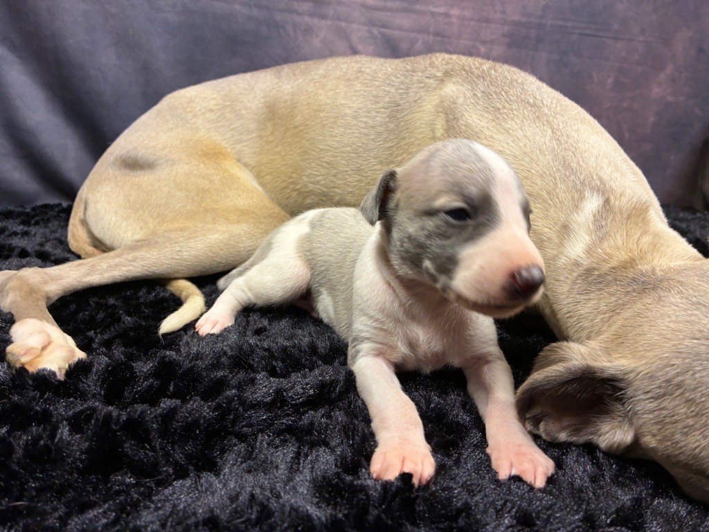 Du Frison Impérial - Chiots disponibles - Whippet