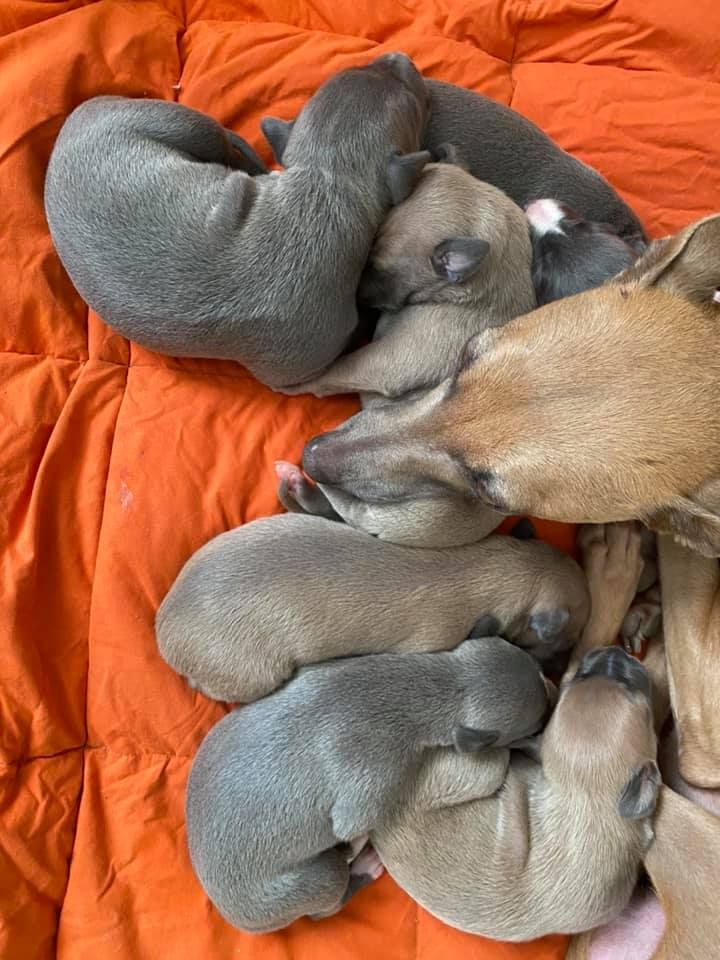 Chiot Whippet Du Frison Impérial