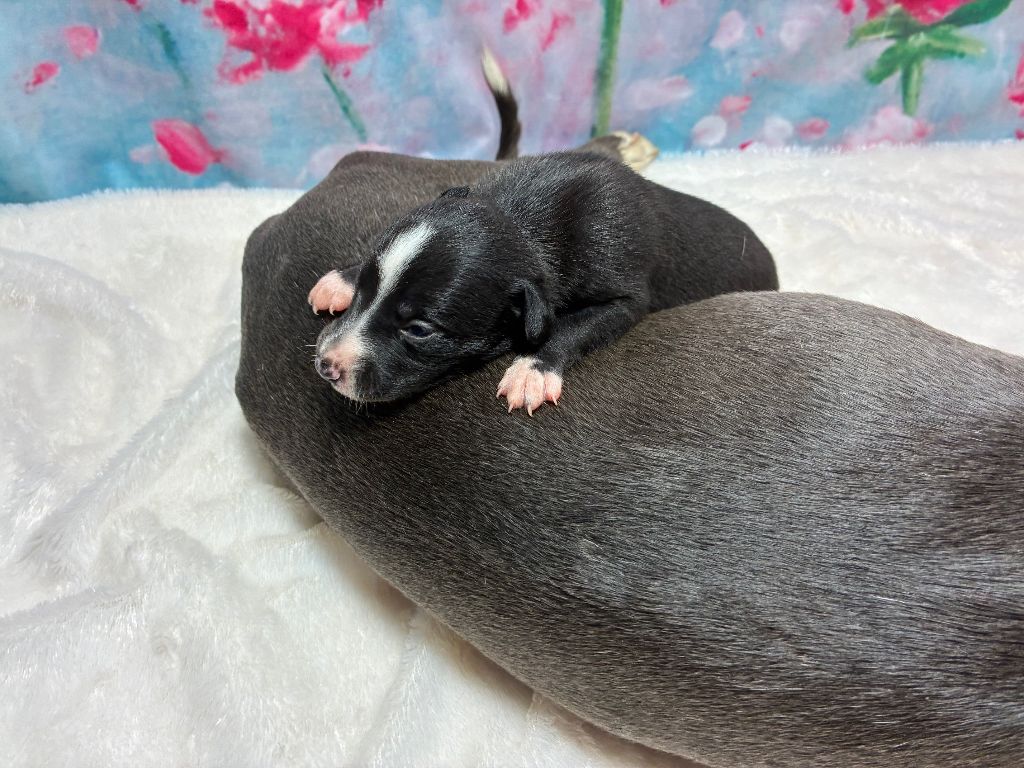 Du Frison Impérial - Chiots disponibles - Whippet