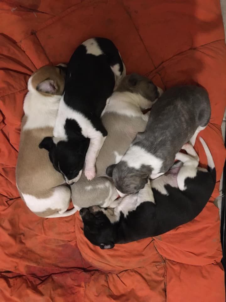 Chiot Whippet Du Frison Impérial
