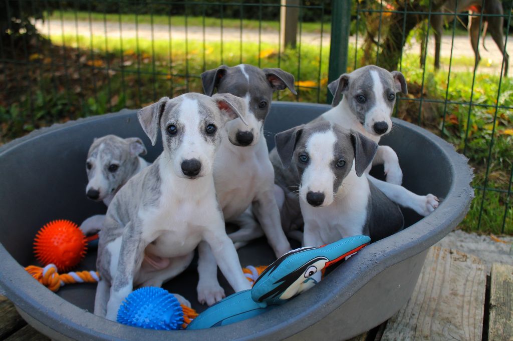 Chiot Whippet Du Frison Impérial
